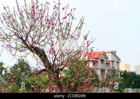 Terrassenförmig angelegtes Reisfeld im Nebel und Morgenstrahl in Mu Cang Chai Vietnam Stockfoto