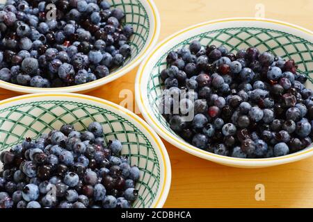 Schalen von frischen wilden Maine Heidelbeeren Stockfoto