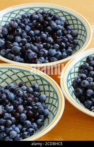 Schalen von frischen wilden Maine Heidelbeeren Stockfoto