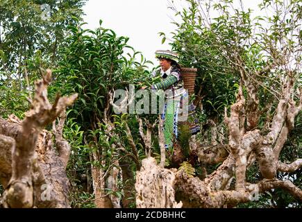 Terrassenförmig angelegtes Reisfeld im Nebel und Morgenstrahl in Mu Cang Chai Vietnam Stockfoto