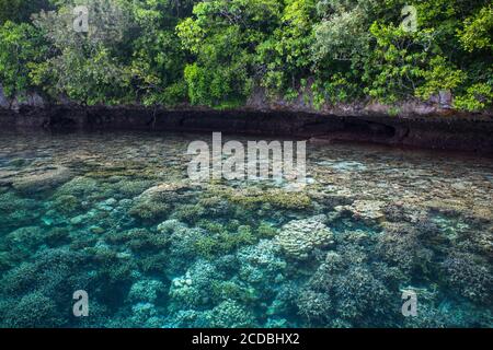 Gesunde Korallen gedeihen in den Untiefen am Rande einer Kalksteininsel in der Lagune von Palau. Palau ist bekannt für sein erstaunliches Labyrinth von Felseninseln. Stockfoto
