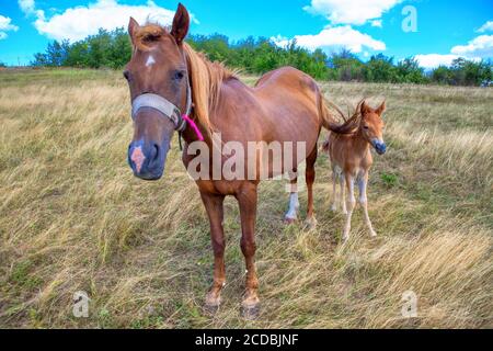 Pferde auf der Wiese . Mutter und Baby Pferd Stockfoto