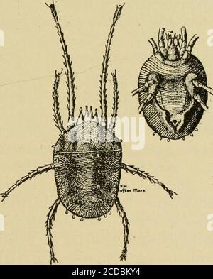 . Insektenschädlinge von Bauernhof, Garten und Obstgarten . wieder wird beless Gelegenheit für die Weevils Winterschutz zu finden. Alfalfashould nicht erlaubt werden, mehr als sieben oder acht Jahre infundierten Bezirken wachsen. Die Kleeblatt-Milbe * die Kleeblatt-Milbe ist fast verwandt mit der gewöhnlichen roten Sprösslingsweihe von Gewächshäusern, mit der sie oft verwechselt wird, die zur Familie der vegetalen^lc-fütternden Milben gehört. Es ist jedoch, etwa zweimal thesize der roten Spinne, beigfully drei Zehntel eines inchlong. Obwohl bekannt als die Liebhaber-Milbe, wegen seiner Ernährung auf diese Pflanze, aber dieses Insekt w^wie firstknown as, und ist noch, Stockfoto