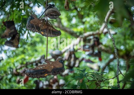 Appalachian Trail Wahrzeichen, Boot Tree bei Mountain Crossings, bei Neels Gap in den Blue Ridge Mountains von North Georgia in der Nähe von Blairsville. (USA) Stockfoto