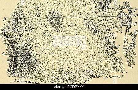 . Manuel d'histologie experimentale . ^.:^^^feiÇ%/^. *«in.i^ .7. ?????? ^^?^:^J^^m:&lt;i?m^m^ù^ mm^ Abb. 71. - Abschnitt dun gros labeixule fiberux ancien siliié autour dune bronche. - c, Partie de lacirconférence de la bronche; p, Centre fibrillairc du tubercule; 6, un autre Centre fiberux dutubercule; g, g, m, cellules géantes situées à la périphérie du tubercule au milieu dubicontient un Grand nombre do petites cellules; p,p, parois édupaispétubercule des Tour véau le. - Grossissement de .Jo diamètres. Fiberux confluents, il se passe un phénomène nouveau qui pourraitinduire Stockfoto