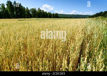 Weicher, unscharfer Hintergrund des Haferfeldes im Sommer Stockfoto