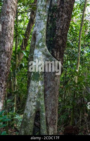 Im tropischen Regenwald des UNESCO-Weltbiosphärenreservats Sian Ka'an in Quintana Roo, Mexiko, umhüllt eine Feigenschnur einen Baum. Stockfoto