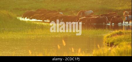 Eine Horde an einem abendlichen Wasserplatz an einem See, der auf einem Hügel liegt. See Fyrkal, Chakassien, Südsibirien, Russland. Stockfoto