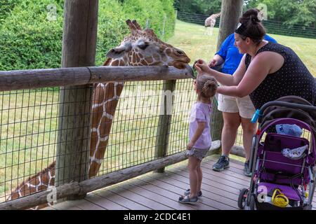 Ein junges Mädchen und ihre Mutter füttern im Fort Wayne Children's Zoo in Fort Wayne, Indiana, USA, eine Giraffe. Stockfoto