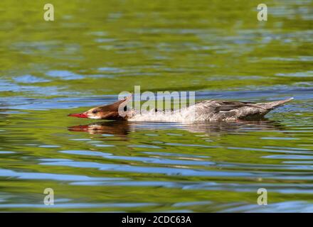 Eine Common Female Merganser zeigte Schwimmen in einer ungewöhnlichen Position, mit einem ausgestreckten Hals und Körper direkt über der Oberfläche des Wassers. Stockfoto
