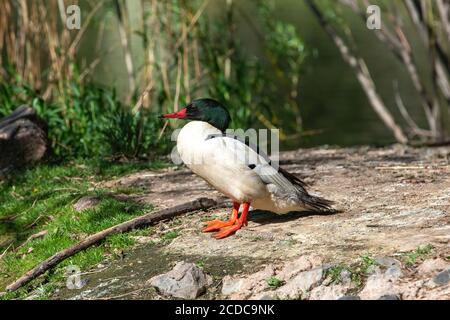 Ein vollmundiger Nahaufnahme-Profil eines Merganser-drakes, der sich auf einer Insel vor dem See sonnt. Stockfoto