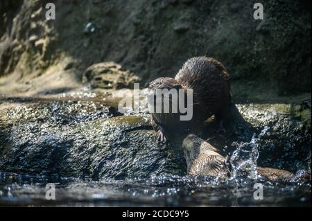 Süße Biber im Taronga Zoo an einem sonnigen Sommernachmittag Stockfoto