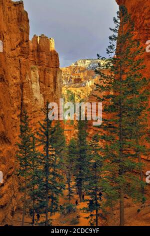 Bryce-Canyon-Nationalpark, Utah, USA Stockfoto