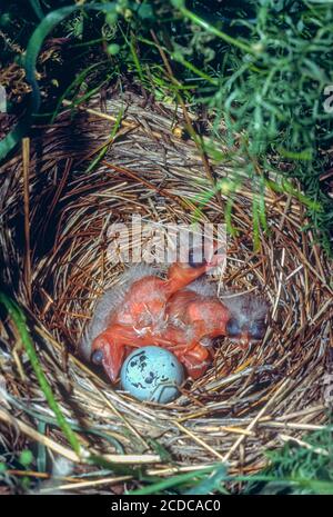 Neugeborene Rotflügelvögel (Agelaius phoeniceus) im Nest, Bear Creek Lake State Park, Colorado USA. Von original Kodachrome Transparenz. Stockfoto