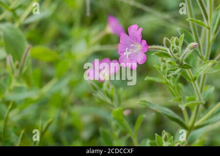 Weidenkräuter rosa Blume im Sommer im Freien mit Tageslicht Stockfoto