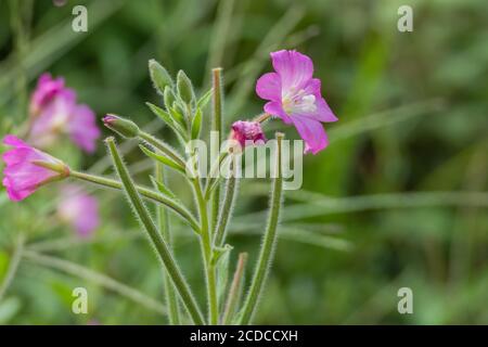 Blüten von behaarten Weidenkräutern im Sommer im Freien Stockfoto