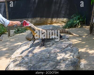 Der Komodo-Drache wurde im Taronga Zoo von einem Zoo gefüttert Keeper Stockfoto