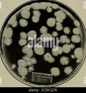 . Fungus Krankheiten der Pflanzen, mit Kapiteln über Physiologie, Kulturmethoden und Technik . Abb. 8. Zwei Schalen aus einer Isolation Serie eines parasitären Pilzes (Foto von Geo. F. Atkinson) Finger und Zeigefinger bzw. Mittelfinger, und fast waagerecht, Handfläche nach oben, die Stopfen wurden vorher entfernt und zwischen den Räumen der verbleibenden Finger gehalten.die geflammte, aber kalte Platinnadel, mit einer Schlaufe an der Spitze versehen, wird in die rechte Hand genommen, Tauchte in den Tropfen der Sporen, und dann in das Agar von Nr. i und gemischt. Dies kann mehrmals wiederholt werden, es sei denn, die Sporen Stockfoto