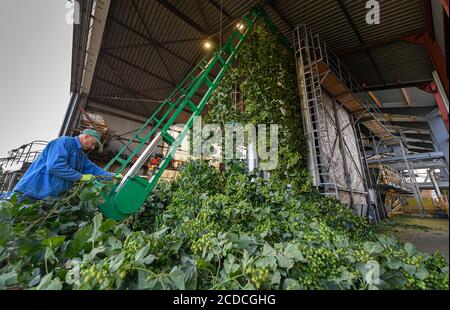 Ostrau, Deutschland. August 2020. Ein Erntehelfer der 'Hoob Hopfen und Obst GmbH' spannt den geernteten Hopfen in eine Kommissioniermaschine. Die Bauern erwarten eine überdurchschnittliche Hopfenernte. Quelle: Robert Michael/dpa-Zentralbild/dpa/Alamy Live News Stockfoto