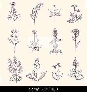 Tusche gezeichnete Sammlung mit Heilkräutern. Stock Vektor