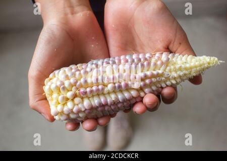 Eine isolierte Draufsicht auf die Hände eines hispanischen Kindes, das eine frische, organische Maiskolben hält Stockfoto