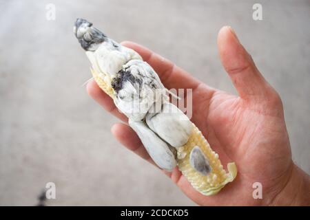 Isolierte Hand eines Mannes, der einen Maismess hält, eine Pflanzenkrankheit, die durch den pathogenen Pilz Ustilago maydis verursacht wird, der auf Mais und Teosint schmiert. In m Stockfoto