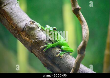 Weißer Baumfrosch im Taronga Zoo Stockfoto