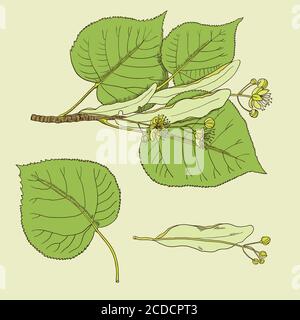 Set von Vintage Linden Blumen und Zweige. Stock Vektor