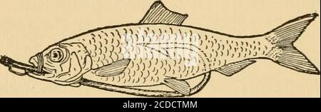 . Das Buch der Fische und des Fischens; . asoline startet von sechzehn totwenty Füße werden vom Bootsmann geführt, der als Ingenieur, Führer und Gaffer fungiert; das Boot hat zwei Sesselsitze am und mit Blick auf das Heck, obwohl der Angler den Fisch spielen kann, der stehen sollte er es vorziehen, auf diese Weise zu arbeiten. Der verwendete Tackle ist ähnlich dem für den Thunfischfang geeignet; die Rute nicht länger als acht Fuß, wiegt nicht mehr als fünfundzwanzig Unzen, die Linie ist eine Nr. 15, oder in einigen Fällen ein 12-Strang Cuttyhunk von 300 bis 40O Fuß lang. Die 47 Fisch und Angeln Haken eine Oshaughnessy No. 7^0 oder 8/0 mit einem sechzig acht-Zoll-Klavier-wi Stockfoto