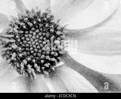 . Die Dahlia; eine praktische Abhandlung über seine Gewohnheiten, Eigenschaften, Kultivierung und Geschichte. JACK ROSE 40 DIE DAHLIA.. / ^ .^Y ?/ GIANT CENTURY DAHLIA, MRS. WENDEL REBER DIE DAHLIA. 41 Stockfoto