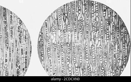 . Identifizierung der wirtschaftlichen Wälder der Vereinigten Staaten, einschließlich einer Diskussion über die strukturellen und physikalischen Eigenschaften von Holz . Abb. 1 Abb. 2 Abb. IIP HLL III Abb. 3 Abb. 4 Stockfoto