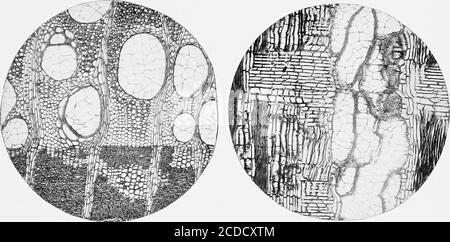 . Identifizierung der wirtschaftlichen Wälder der Vereinigten Staaten, einschließlich einer Diskussion über die strukturellen und physikalischen Eigenschaften von Holz . Abb. 1 Abb. 2. Abb. 3 Abb. 4 Stockfoto