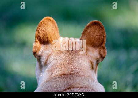 Französischer Bulldog-Hinterkopf Stockfoto