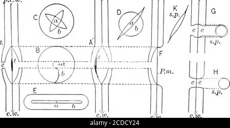 . Identifizierung der wirtschaftlichen Wälder der Vereinigten Staaten, einschließlich einer Diskussion über die strukturellen und physikalischen Eigenschaften von Holz . Lichtfleck ist die innere Öffnung oder Öffnung des Kanals; die Zone zwischen den beiden heißt die Grenze. Gruben, besonders umrandete, werden normalerweise auf Oppositesiden der Primärzellwände gepaart. Gruben zwischen vaskulären Elementen sind unweigerlich umrandet; zwischen parenchymatösen Elementen,unweigerlich einfach; zwischen vaskulären und parenchymatären Elementen können sie einfach sein, aber häufiger sind sie halbumrandet, das heißt. WIRTSCHAFTSHÖLZER DER VEREINIGTEN STAATEN 33 grenzte in der Stockfoto