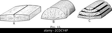 . Identifizierung der wirtschaftlichen Wälder der Vereinigten Staaten, einschließlich einer Diskussion über die strukturellen und physikalischen Eigenschaften von Holz . Sägen (dh, whetherplain oder Viertel gesägt). Wenn die Stämme aufgrund ungleicher Schrumpfung nicht mehr 58 WIRTSCHAFTSHÖLZER DER VEREINIGTEN STAATEN durch die Plastizität der Holzsubstanz untergebracht werden können, bilden sich Cracksor-Checks. Diese sind am häufigsten entlang der Strahlen, da dort die Stämme am größten und komplexesten sind. Wenn jedoch die Stärke der Strahlen größer ist als die kohäsive Kraft der Zementsubstanz, die die beiden Schichten der Primärzellwand vereinigt, Stockfoto