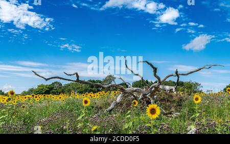 Sonnenblumen in voller Blüte Stockfoto