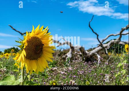 Sonnenblumen in voller Blüte Stockfoto