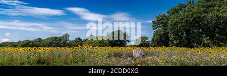 Sonnenblumen in voller Blüte Stockfoto
