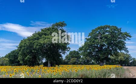 Sonnenblumen in voller Blüte Stockfoto
