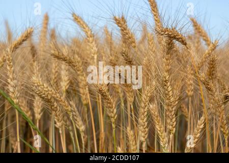 Reifende Ohren von Gerste auf dem Feld. Stockfoto
