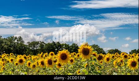 Sonnenblumen in voller Blüte Stockfoto