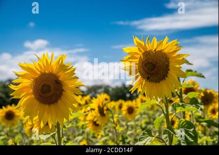 Sonnenblumen in voller Blüte Stockfoto