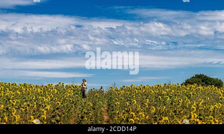 Sonnenblumen in voller Blüte Stockfoto