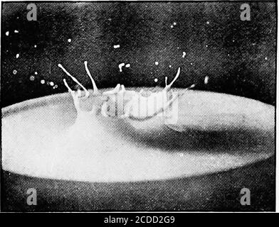 . Kanadas Metalle; ein Vortrag auf der Toronto-Sitzung der britischen Vereinigung für die Förderung der Wissenschaft, 20. August 1897 gehalten. Feige.2. - Aballing Marmor, fotografiert im Augenblick des Kontakts mit der Oberfläche der Milch.. Abb. 3. - Splash von der Marmor über iJgth einer Sekunde nach dem Kontakt mit Milch produziert. Stockfoto