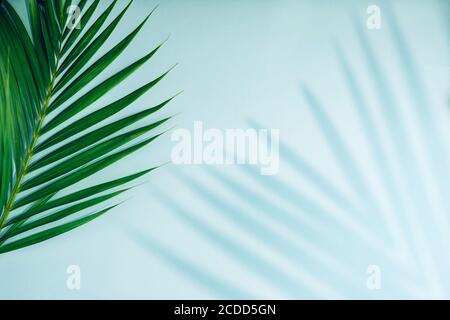 Tropische Palmenblätter mit Schatten auf blauem Hintergrund. Minimale Natur. Sommerlich. Flach liegend. Freier Speicherplatz für Text. Stockfoto