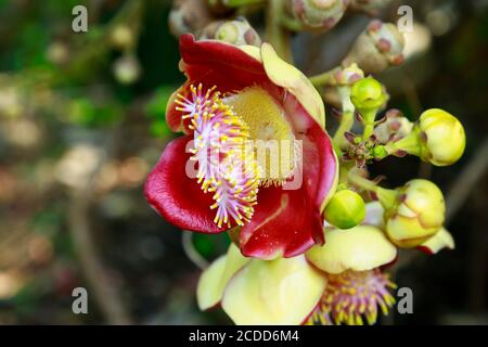 Nahaufnahme von Shorea Robusta Blumen oder Sala Flora auf dem Baum, Cannonball Baum, Couroupita guianensis. Stockfoto