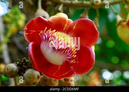 Nahaufnahme von Shorea Robusta Blumen oder Sala Flora auf dem Baum, Cannonball Baum, Couroupita guianensis. Stockfoto