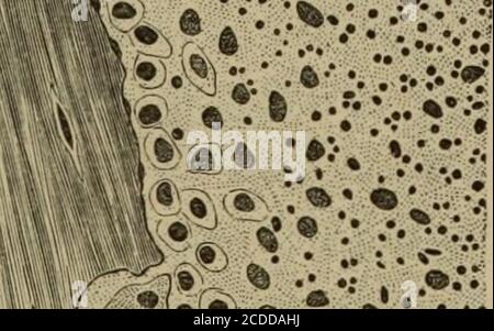 . Die Elemente der pathologischen Histologie mit besonderem Bezug auf praktische Methoden . E Stockfoto