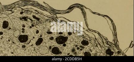 . Die Elemente der pathologischen Histologie mit besonderem Bezug auf praktische Methoden . Stockfoto