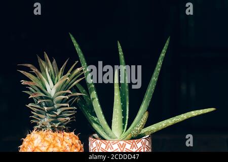 Eine wunderschne Aloe Vera Frucht auf der Insel La Palma (Kanarische Insel  Stockfotografie - Alamy